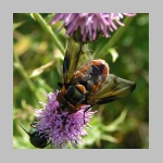 Phasia hemiptera - Raupenfliege m09.jpg
